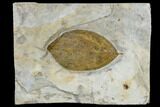 Fossil Dogwood Leaf (Cornus) - Montana #113248-1